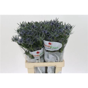 Eryngium Mag Blue Lagoon