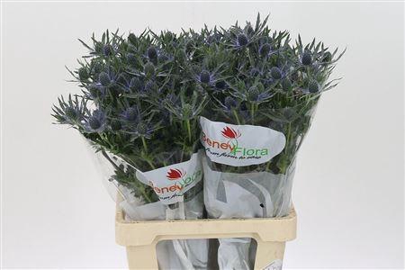 <h4>Eryngium Mag Blue Lagoon</h4>