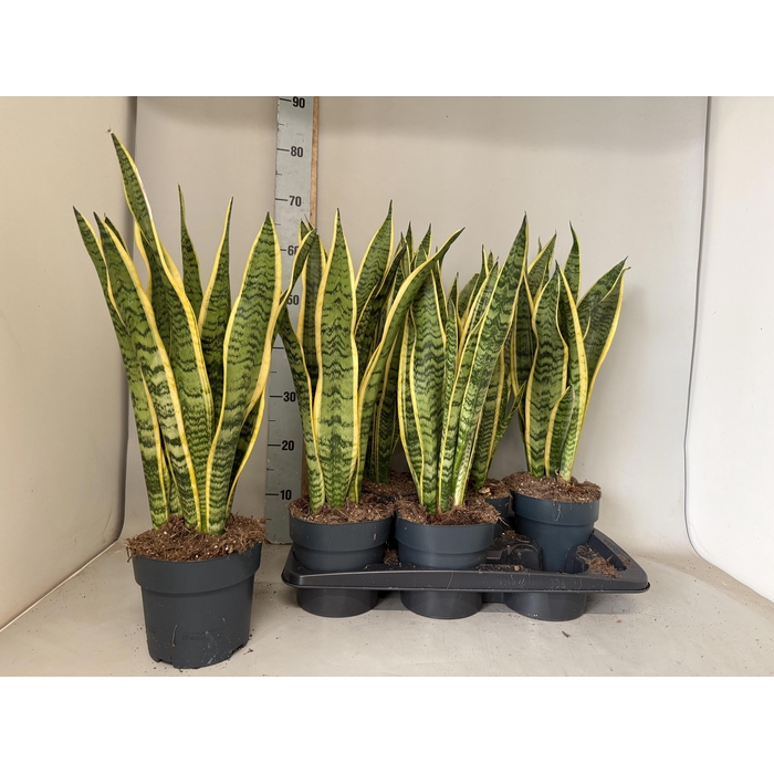 <h4>SANSEV LAURENTII</h4>