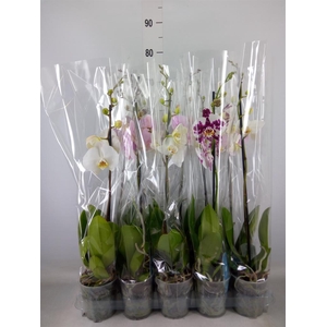 Phalaenopsis   ...mix  5