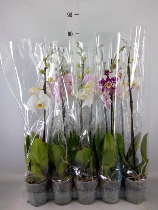<h4>Phalaenopsis   ...mix  5</h4>