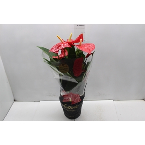ANTHURIUM OREGON P17 VERMELHO PREMIUM