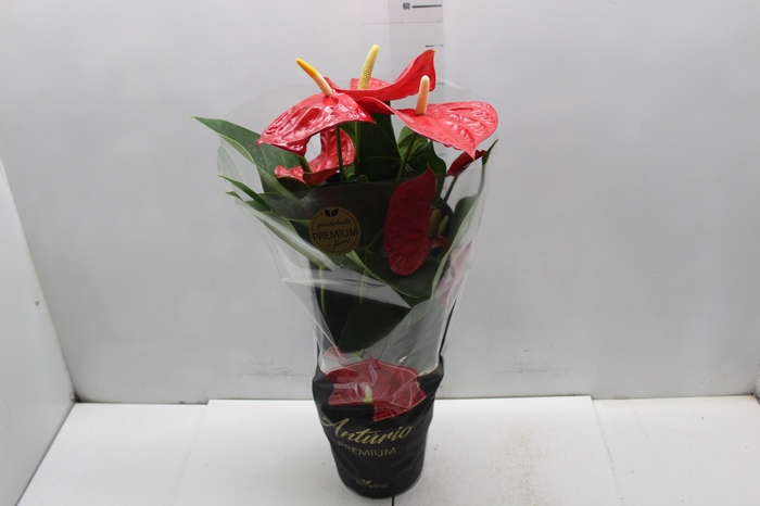 <h4>ANTHURIUM OREGON P17 VERMELHO PREMIUM</h4>