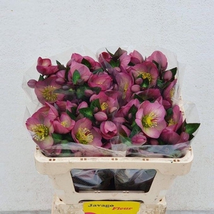 HELL FRK PENNYS PINK