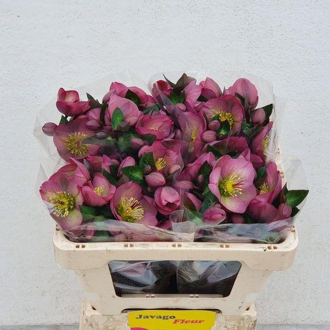 <h4>HELL FRK PENNYS PINK</h4>