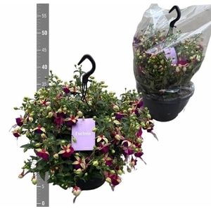 FUCHSIA B F GEORGIA
