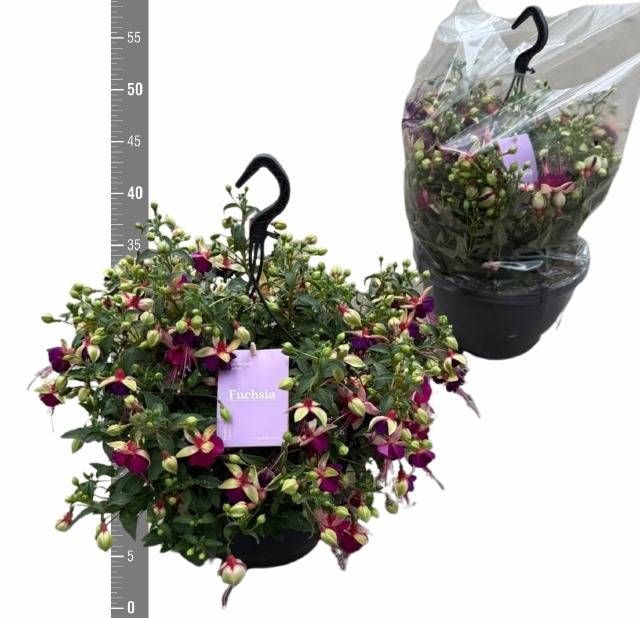 <h4>FUCHSIA B F GEORGIA</h4>