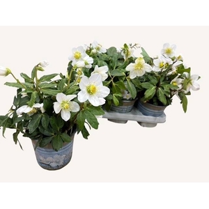 Helleborus niger 14Ø 30cm 10fl