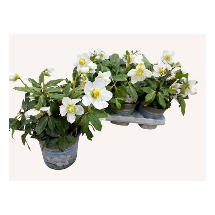 <h4>Helleborus niger 14Ø 30cm 10fl</h4>
