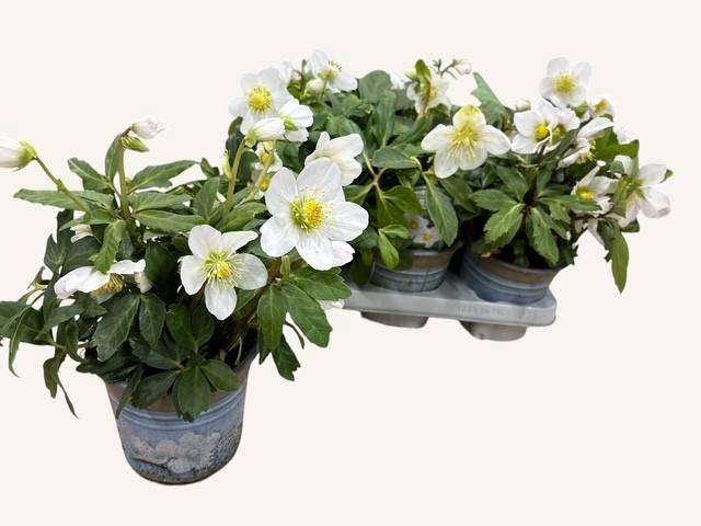 Helleborus niger 14Ø 30cm 10fl