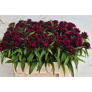 DI BARB B DIEP ROOD