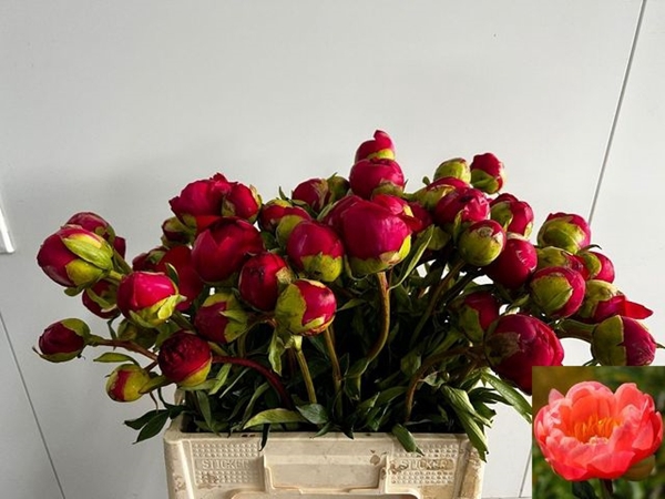<h4>PAEONIA CORAL SUNSET</h4>