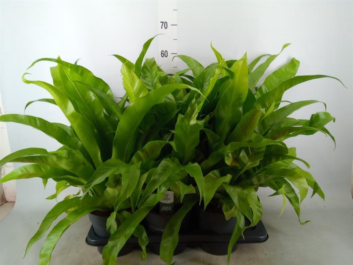 <h4>Asplenium antiquum</h4>
