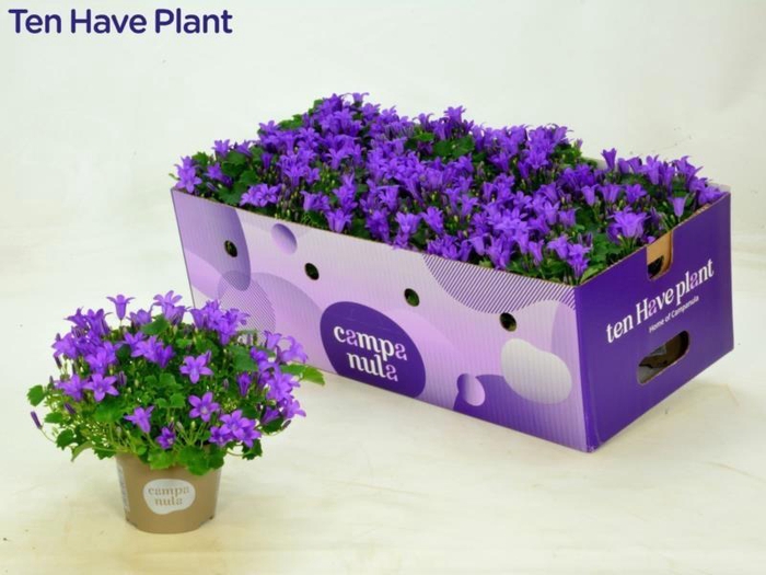 <h4>CAMP POR PORTO</h4>