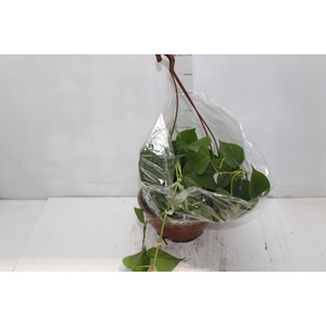 PHILODENDRON SCANDENS C21 PENDENTE