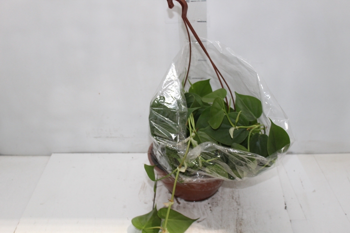<h4>PHILODENDRON SCANDENS C21 PENDENTE</h4>