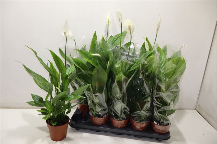 <h4>Spath Alana</h4>