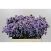 Limonium Donau Birds