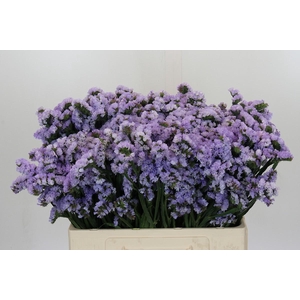 Limonium Donau Birds