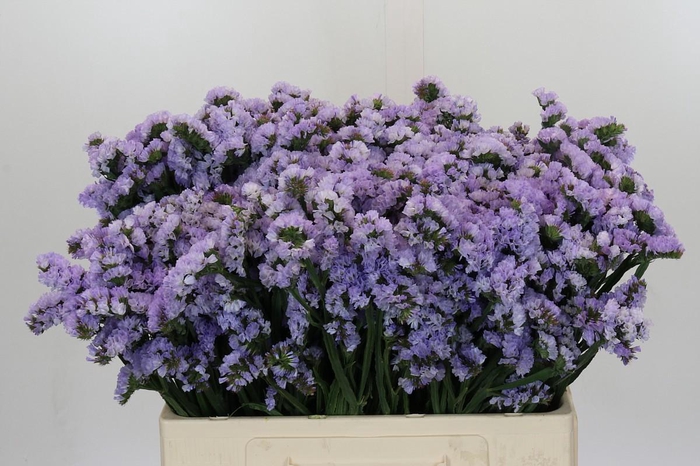 <h4>Limonium Donau Birds</h4>