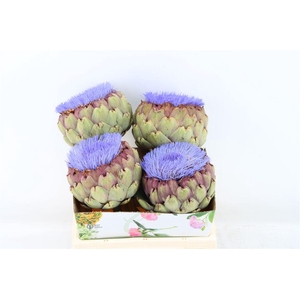 Cynara Paars Bloei