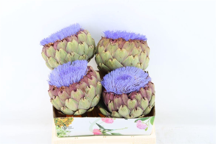 <h4>Cynara Paars Bloei</h4>