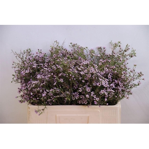 CHAME UN JUPITER SOL