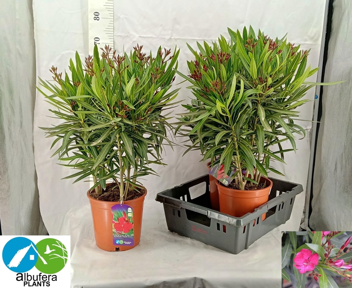 <h4>NERI OLEANDER</h4>