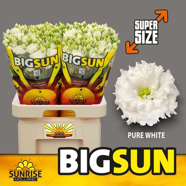 <h4>Lisianthus do big sun pure white</h4>