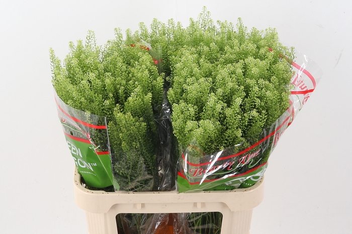 <h4>Lep Vi Green Dragon</h4>