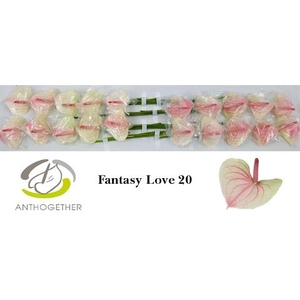 Anth A Fantasia Love 9 cm X20 Evanty