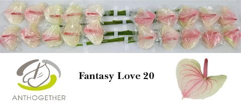 <h4>Anth A Fantasia Love 9 cm X20 Evanty</h4>