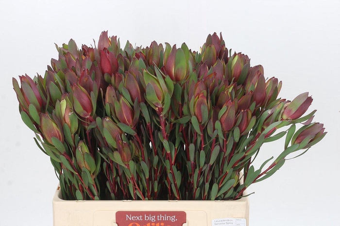 <h4>LEUCAD SENORITA</h4>