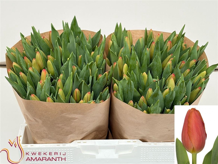 <h4>Tu En Palazzo</h4>