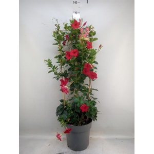 Mandevilla am. 'Sundav Red'