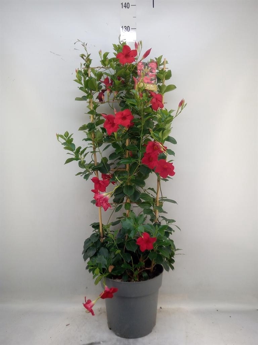<h4>Mandevilla am. 'Sundav Red'</h4>