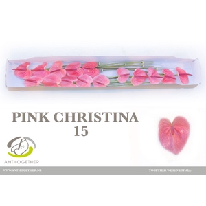 Anthurium Pink Christina