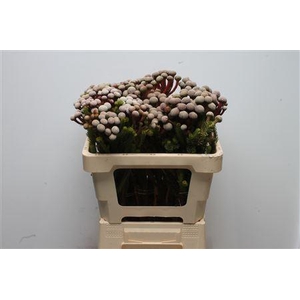 Kaaps Brunia Stokoeii Medium