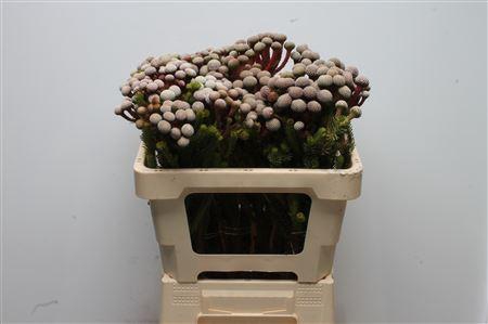 <h4>Kaaps Brunia Stokoeii Medium</h4>