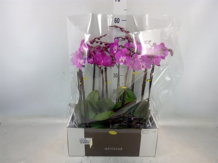 <h4>Phalaenopsis   ...lilac</h4>