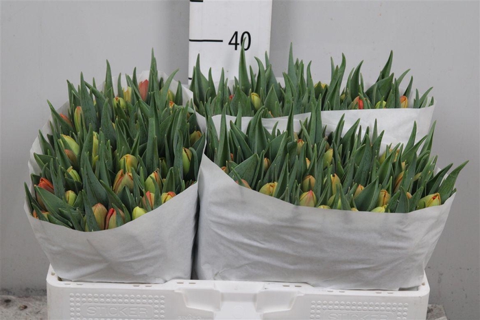 <h4>Tu Du Icoon</h4>