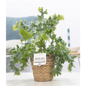 Phlebodium Davana in P&PURE Basket 6