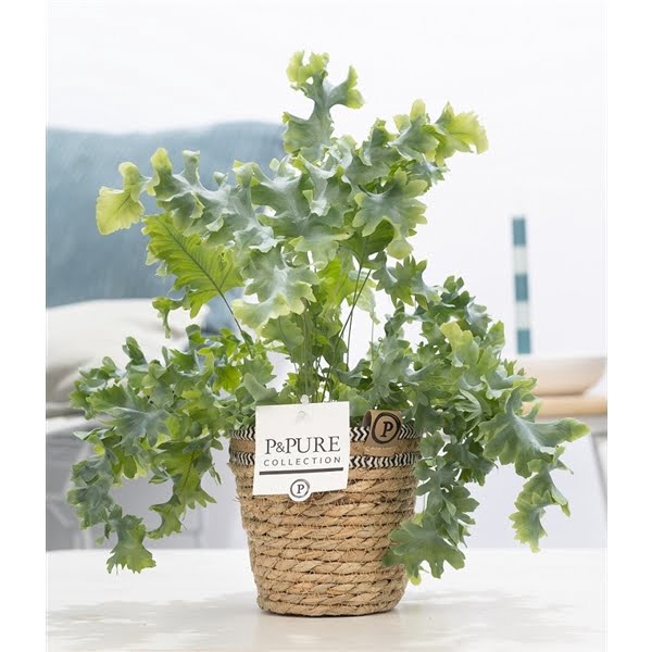 <h4>Phlebodium Davana in P&PURE Basket 6</h4>