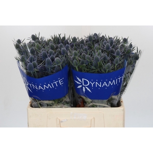 Eryngium Blue Dynamite