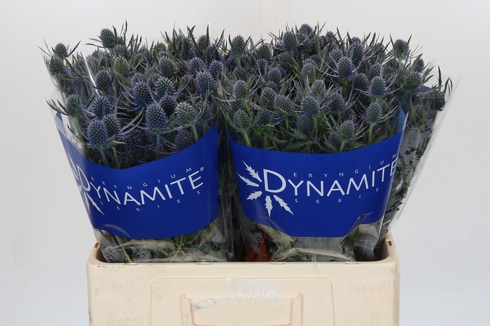 <h4>Eryngium Blue Dynamite</h4>
