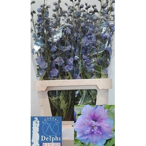 DELPH DU DELP BL POW