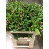 Chelone Obliqua