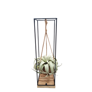 Tillandsia xerographica Kokodama hanger XL