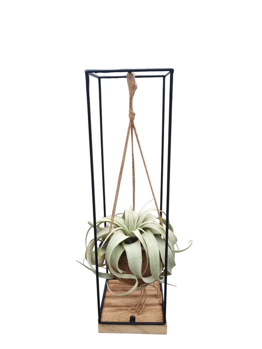 <h4>Tillandsia xerographica Kokodama hanger XL</h4>