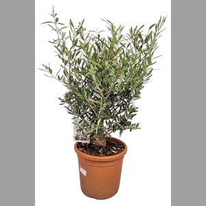 OLEA EUROPAEA